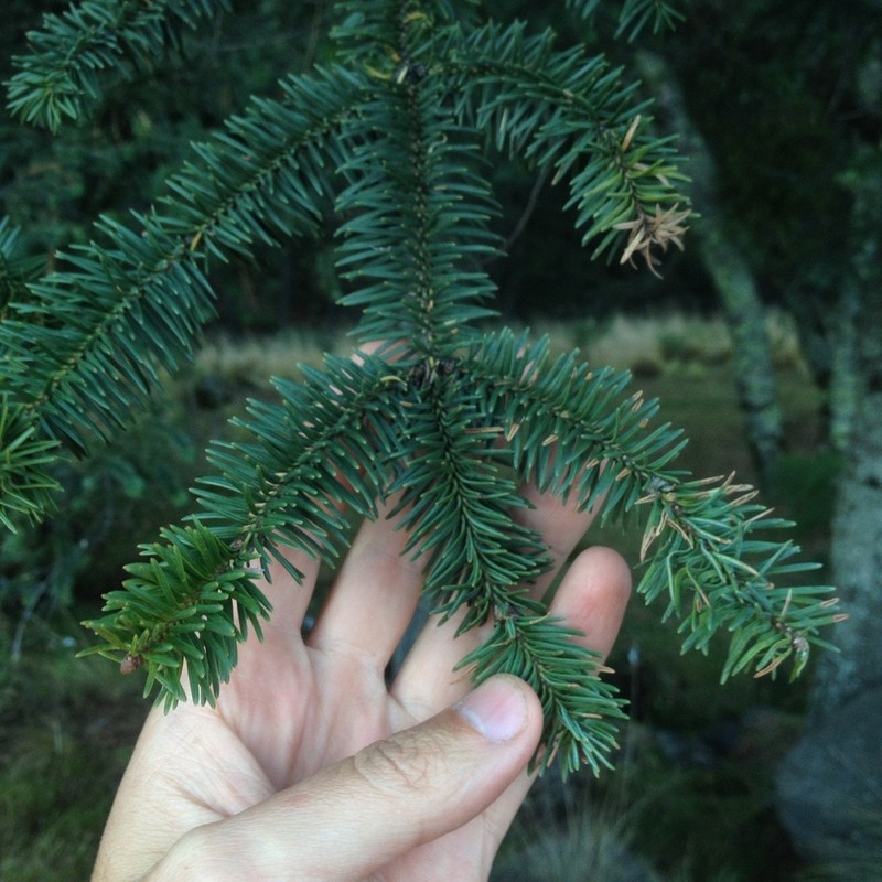 Abies hickelii photo 7