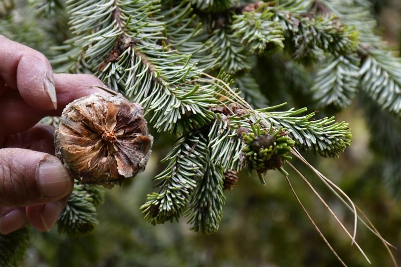 Abies hickelii photo 8