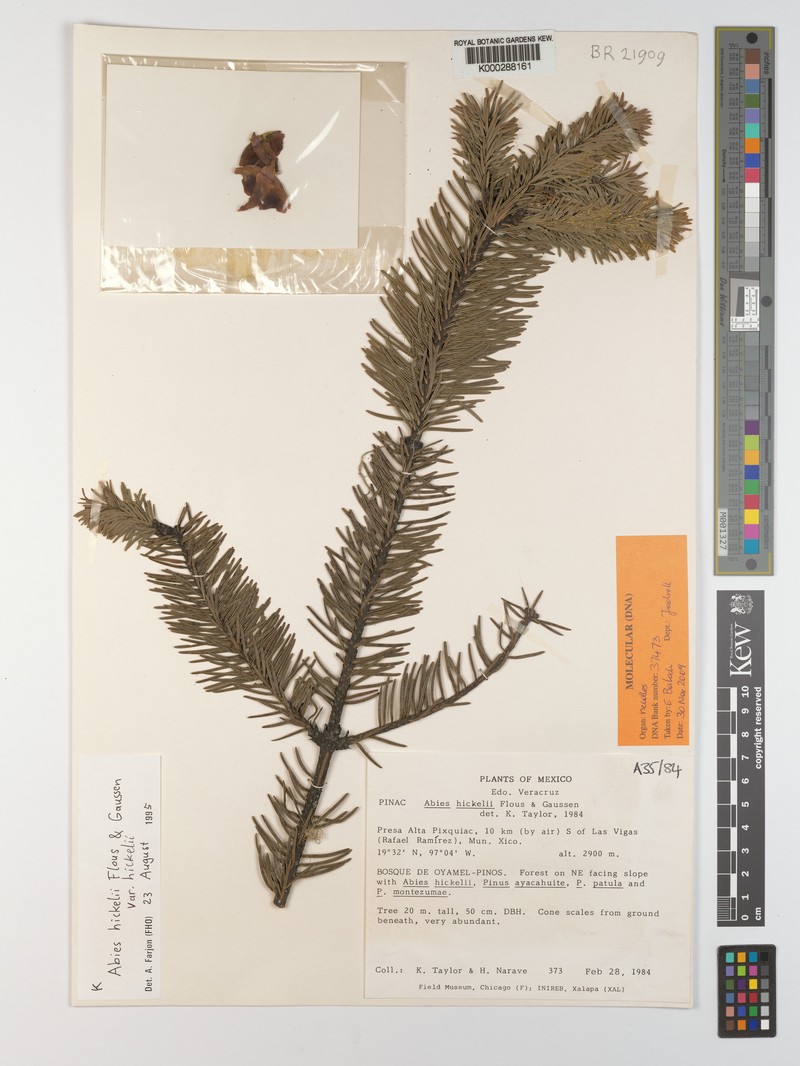 Abies hickelii var. hickelii