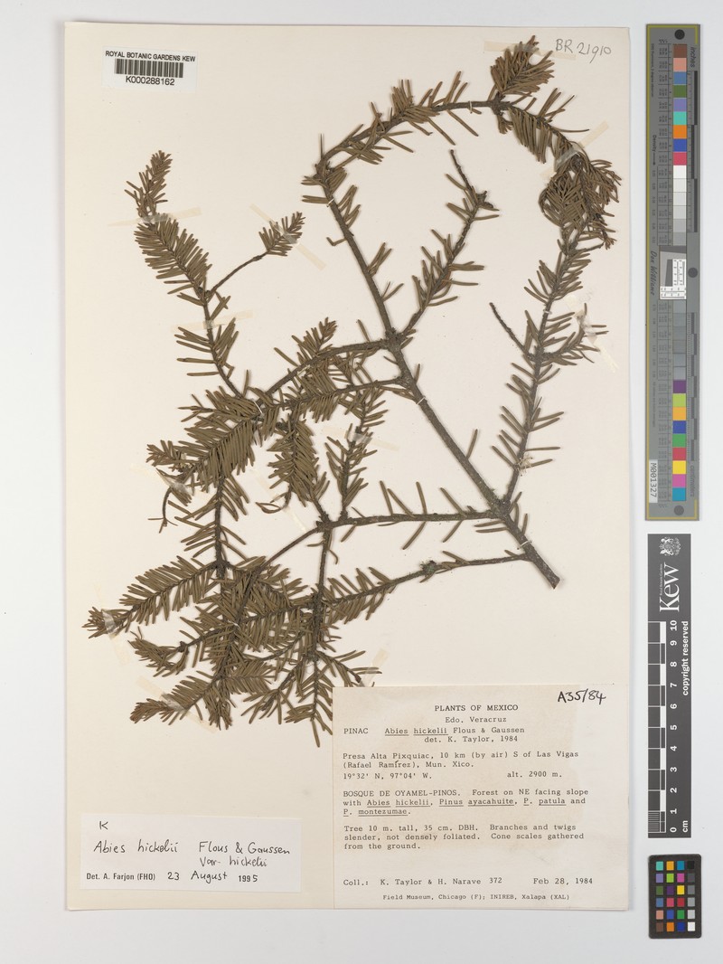Abies hickelii var. hickelii photo 2