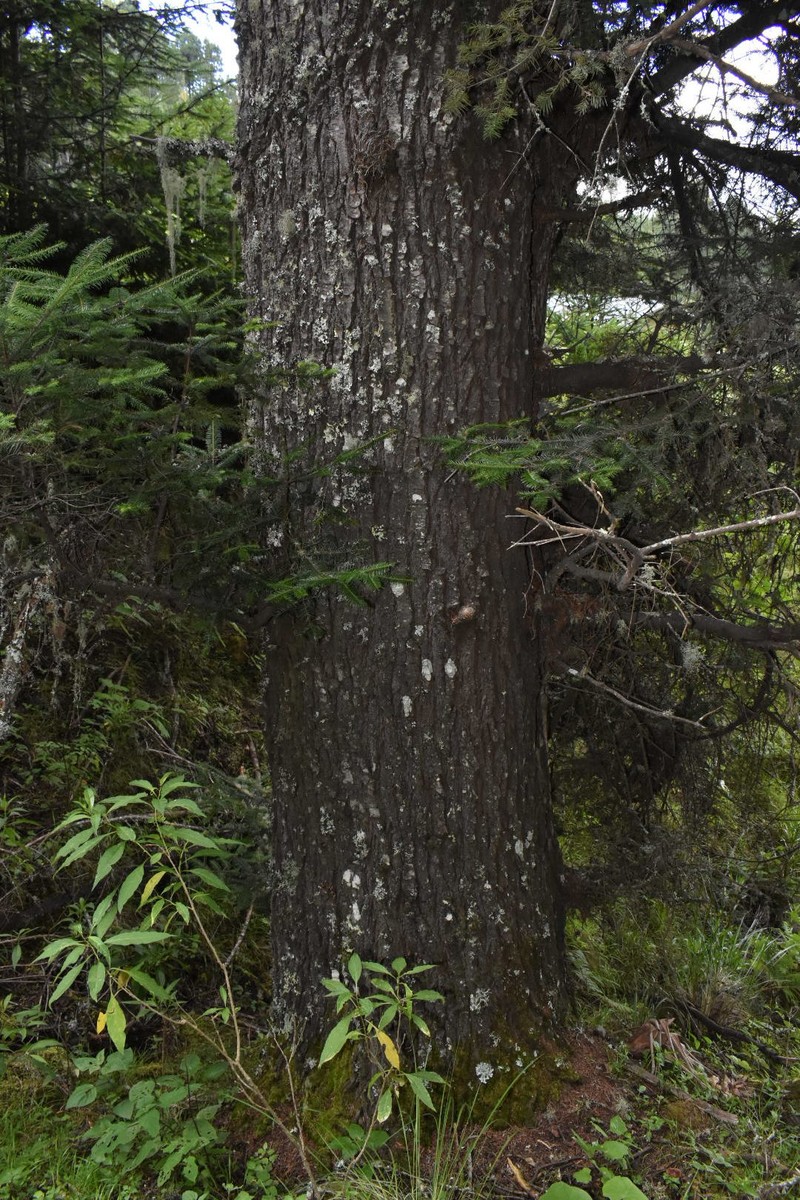Abies hickelii var. macrocarpa