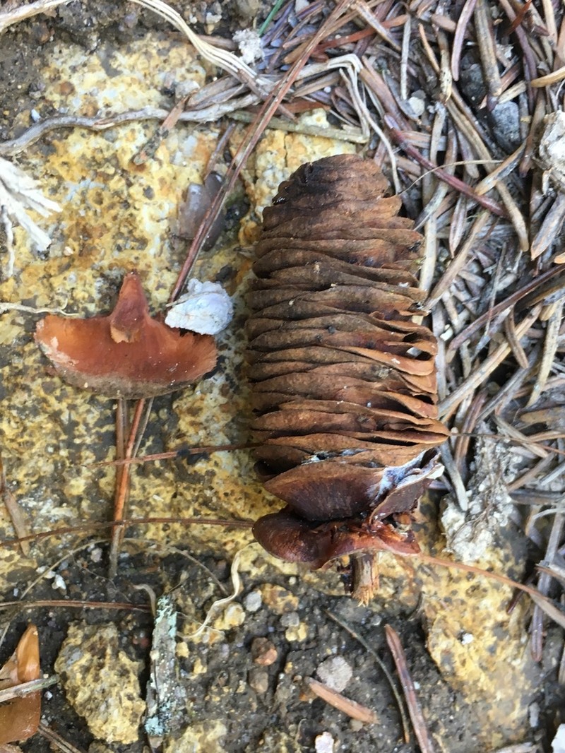 Abies hidalgensis