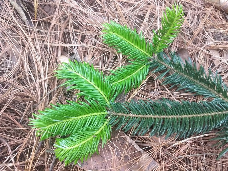 Abies hidalgensis photo 2