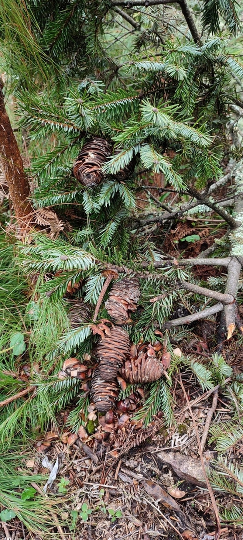 Abies hidalgensis photo 4