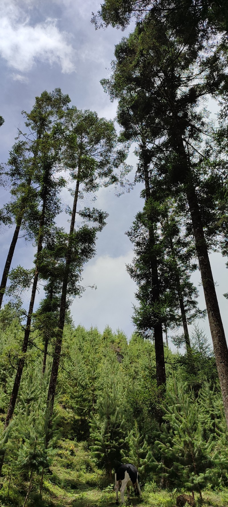 Abies hidalgensis photo 6