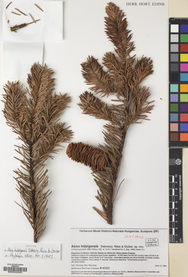 Abies hidalgensis photo 8
