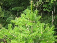 Abies holophylla