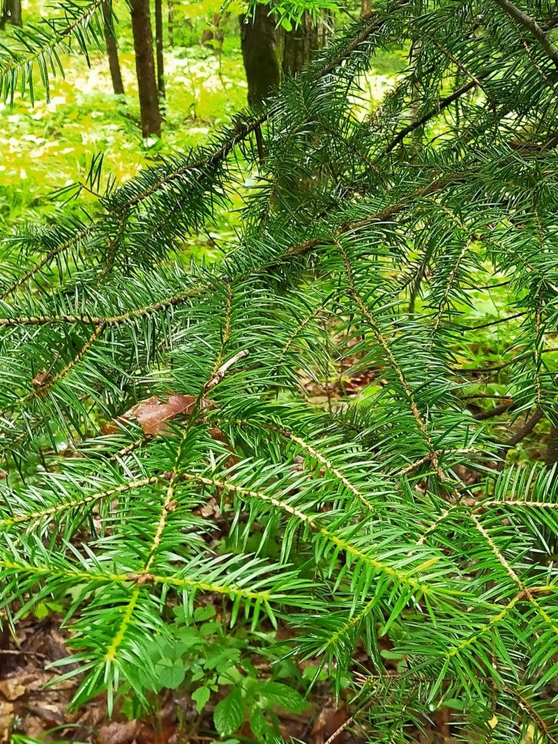 Abies holophylla photo 2