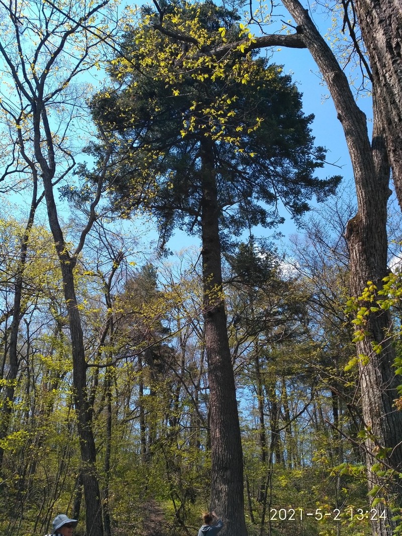 Abies holophylla photo 3