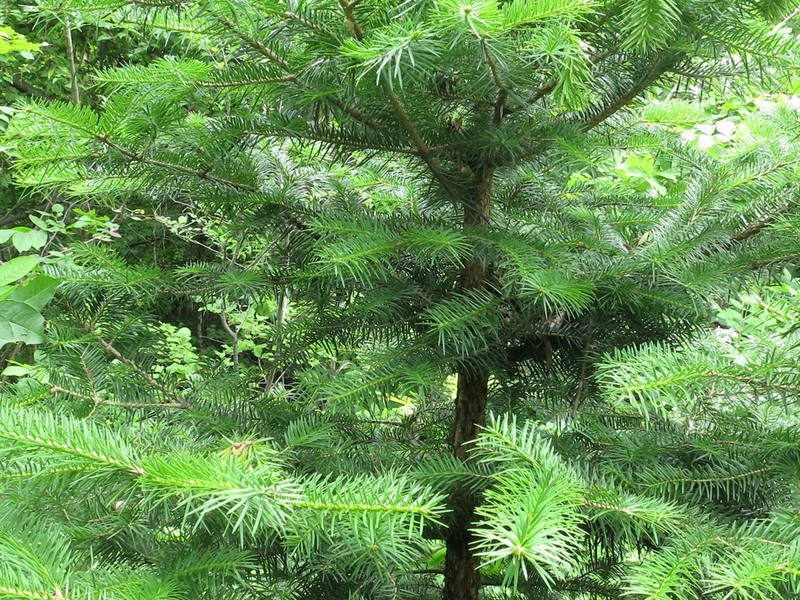 Abies holophylla photo 4