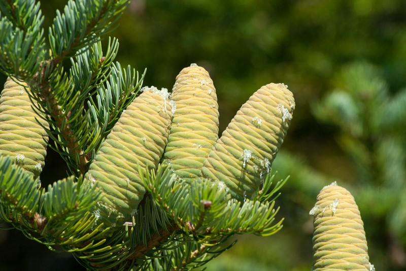 Abies holophylla photo 5