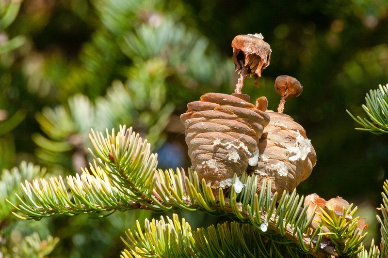 Abies holophylla photo 6