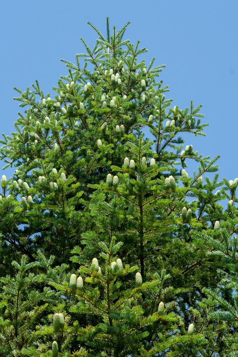 Abies holophylla photo 7