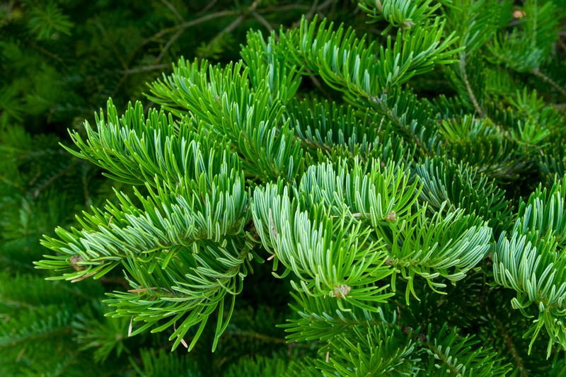 Abies holophylla photo 8