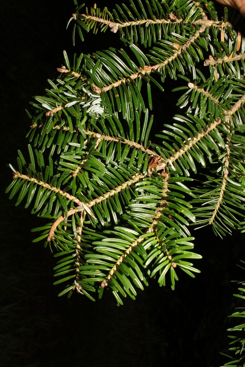Nikko Fir photo 2