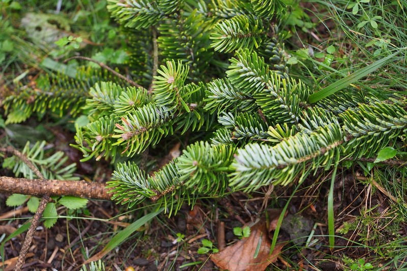 Nikko Fir photo 3