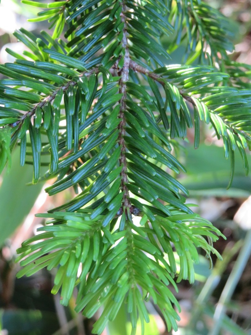 Nikko Fir photo 4