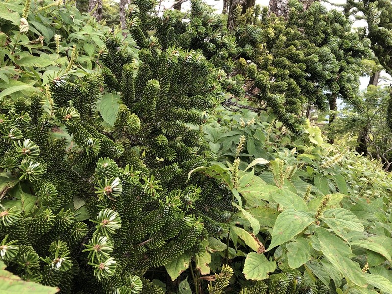 Nikko Fir photo 5