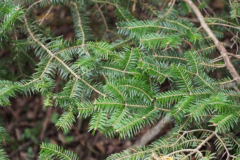 Nikko Fir photo 6