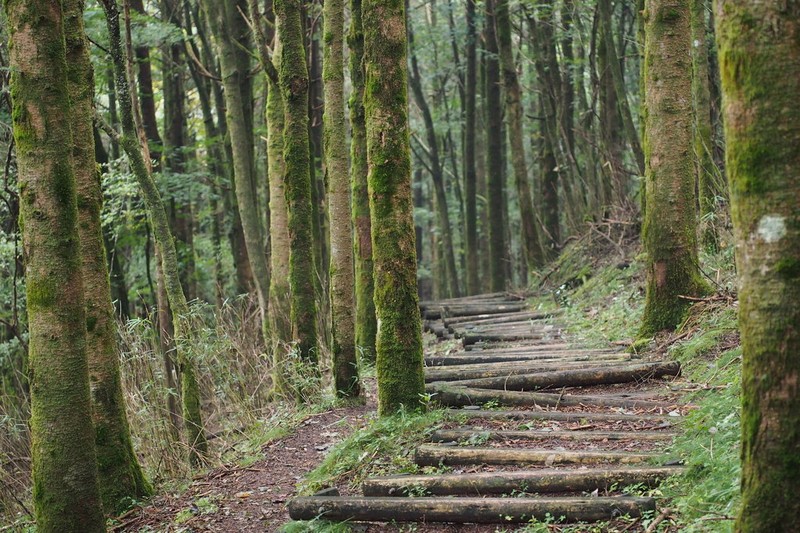 Nikko Fir photo 7