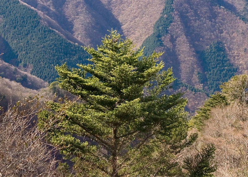 Nikko Fir photo 2