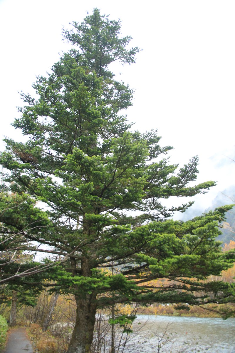 Nikko Fir photo 4