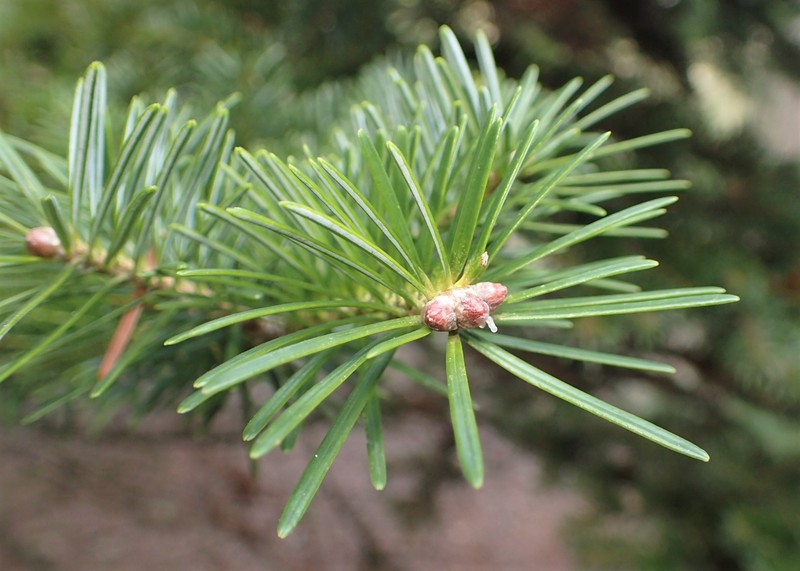 Nikko Fir photo 3