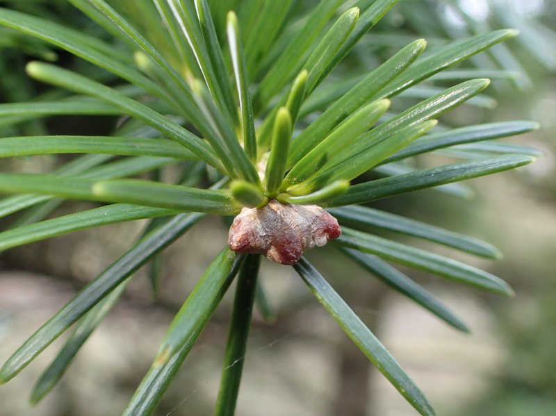 Nikko Fir photo 5
