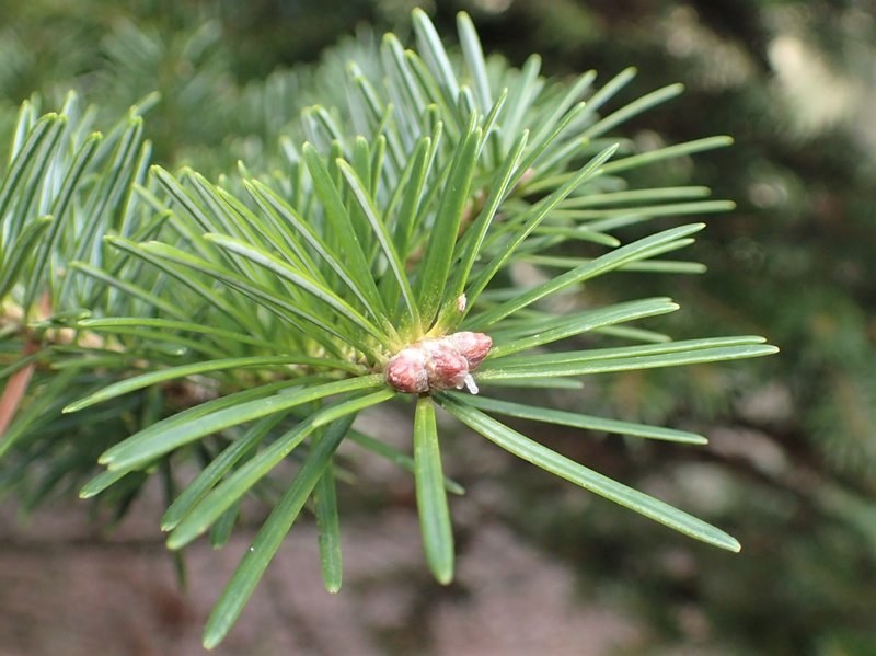 Nikko Fir photo 6