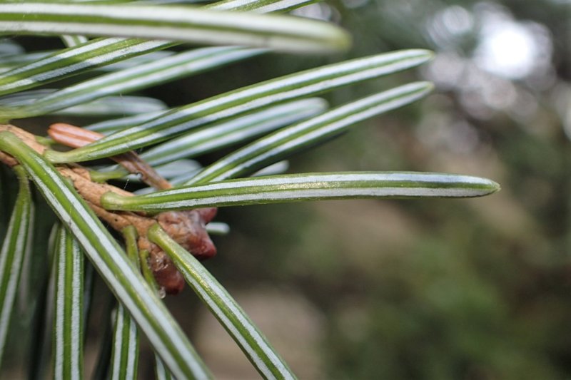 Nikko Fir photo 7