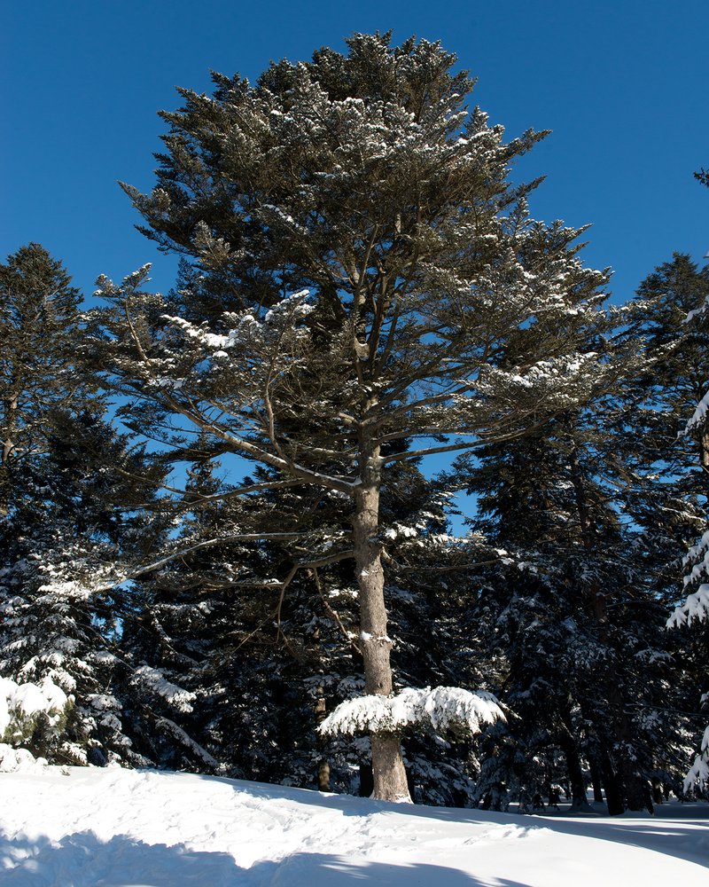Nikko Fir photo 8