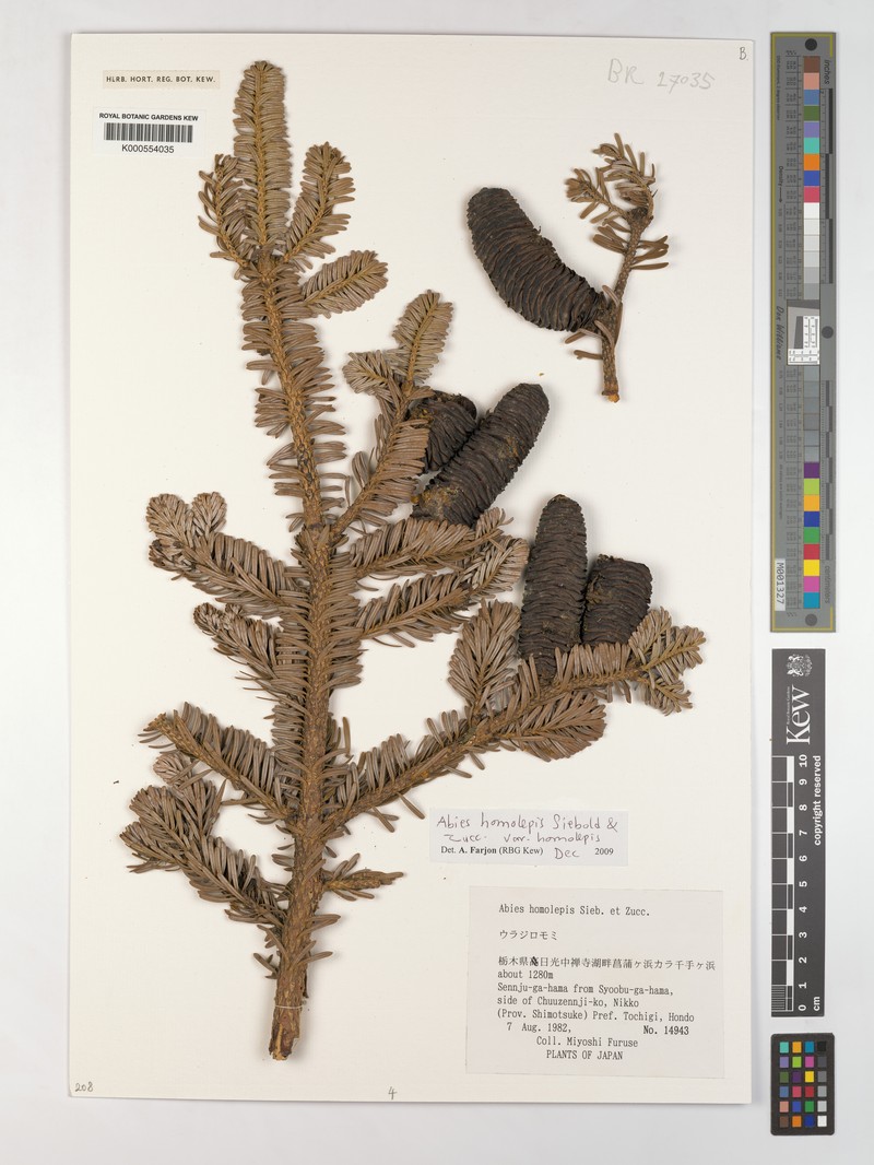 Abies homolepis var. homolepis