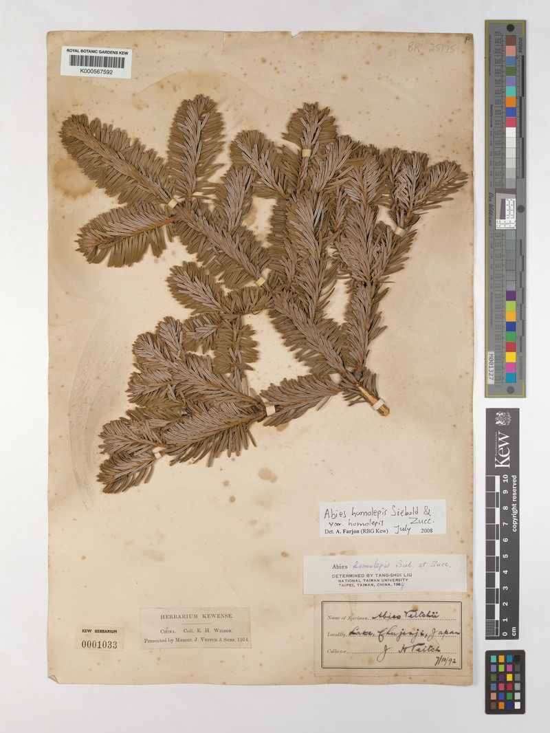 Abies homolepis var. homolepis photo 2