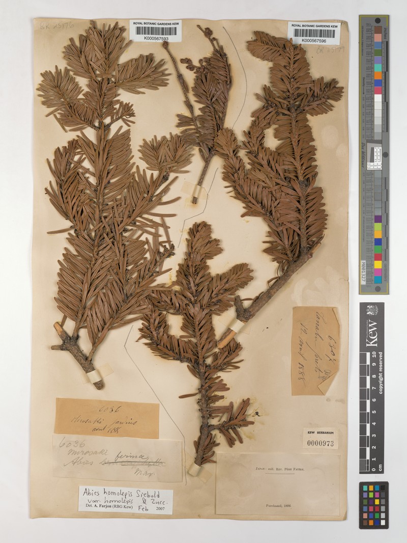 Abies homolepis var. homolepis photo 3