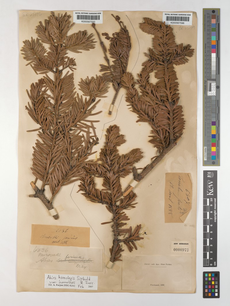 Abies homolepis var. homolepis photo 4
