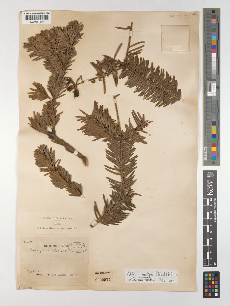Abies homolepis var. homolepis photo 5