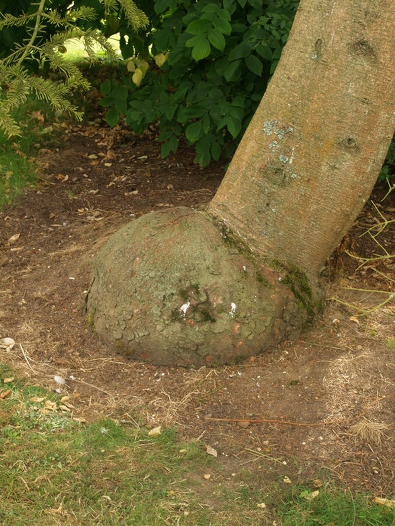 Abies homolepis var. umbellata