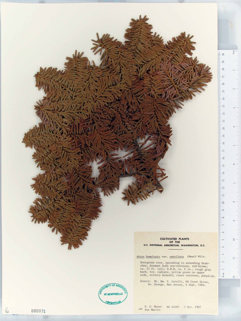 Abies homolepis var. umbellata photo 4