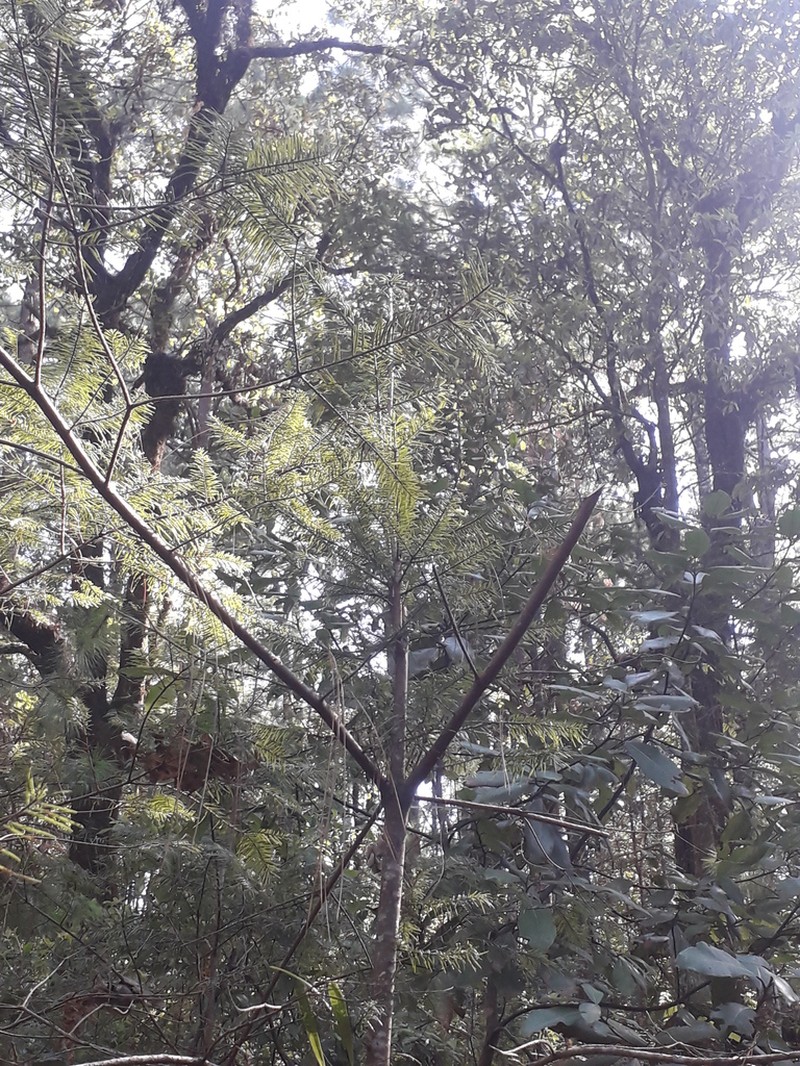 Abies jaliscana photo 2