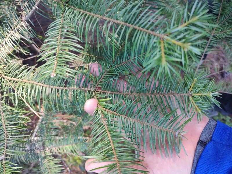 Abies jaliscana