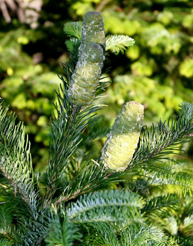 Abies jaliscana photo 4