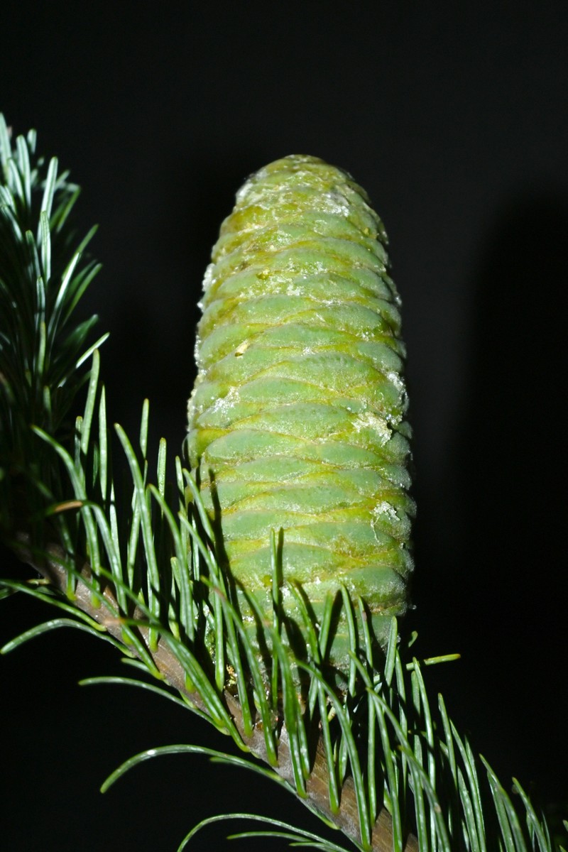 Abies jaliscana photo 5