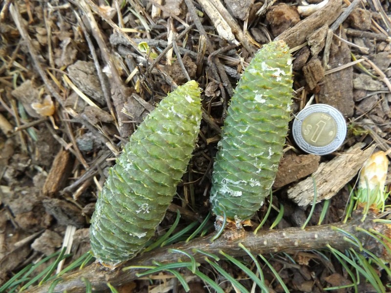 Abies jaliscana photo 6
