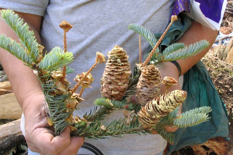 Abies jaliscana photo 7