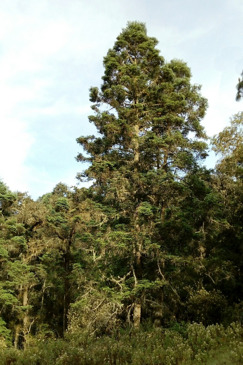 Abies jaliscana photo 8