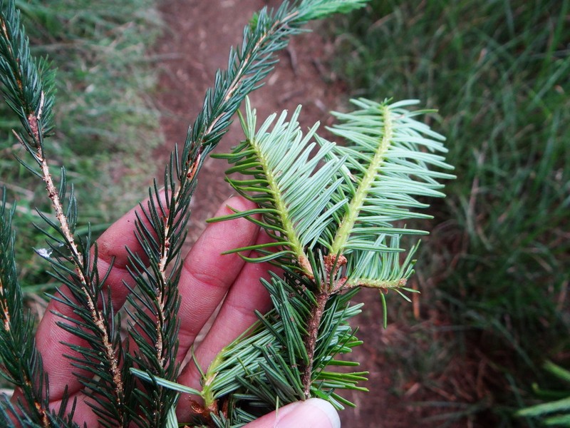Abies kawakamii photo 2
