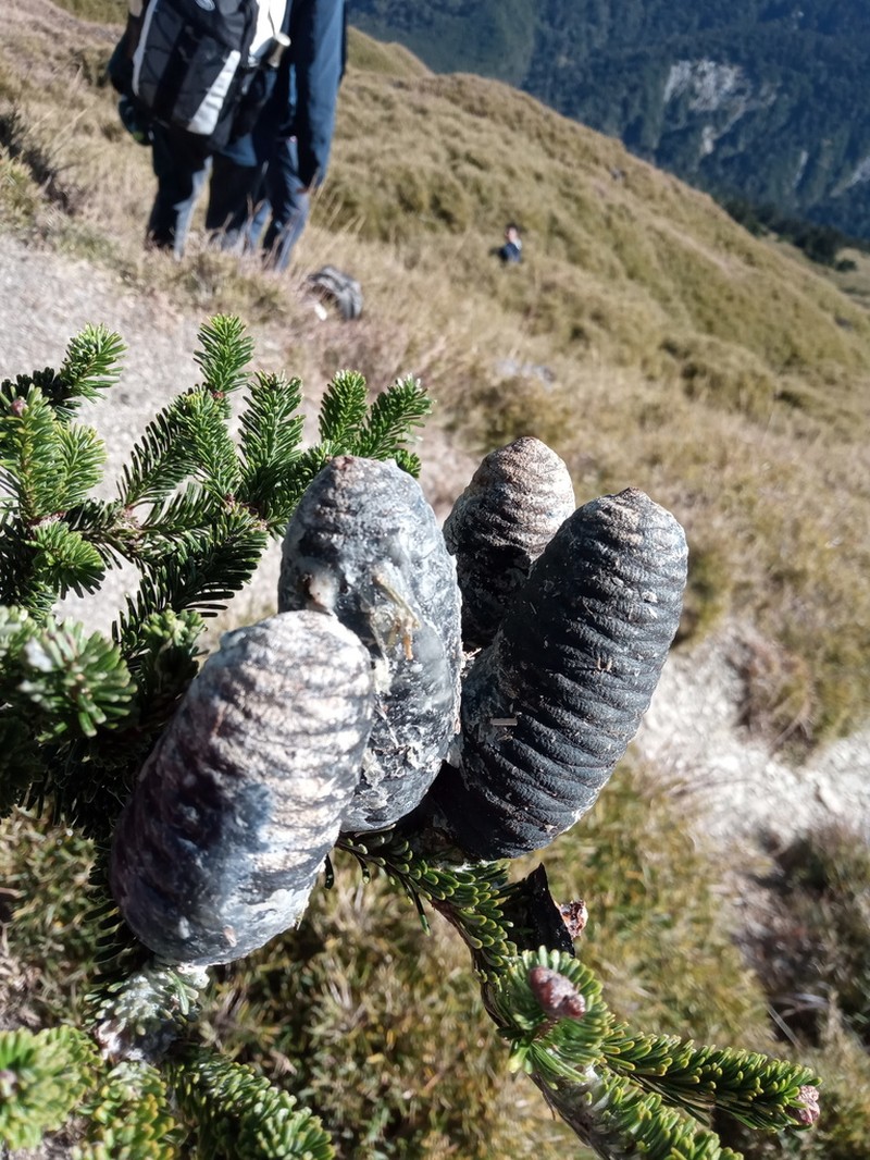 Abies kawakamii photo 3