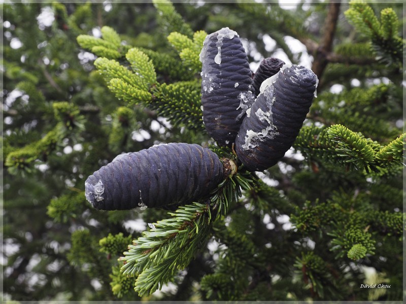 Abies kawakamii photo 4