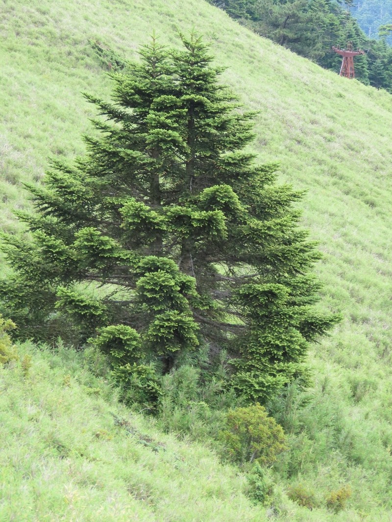 Abies kawakamii photo 5