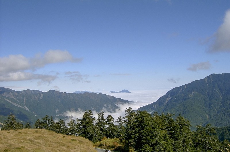Abies kawakamii photo 6